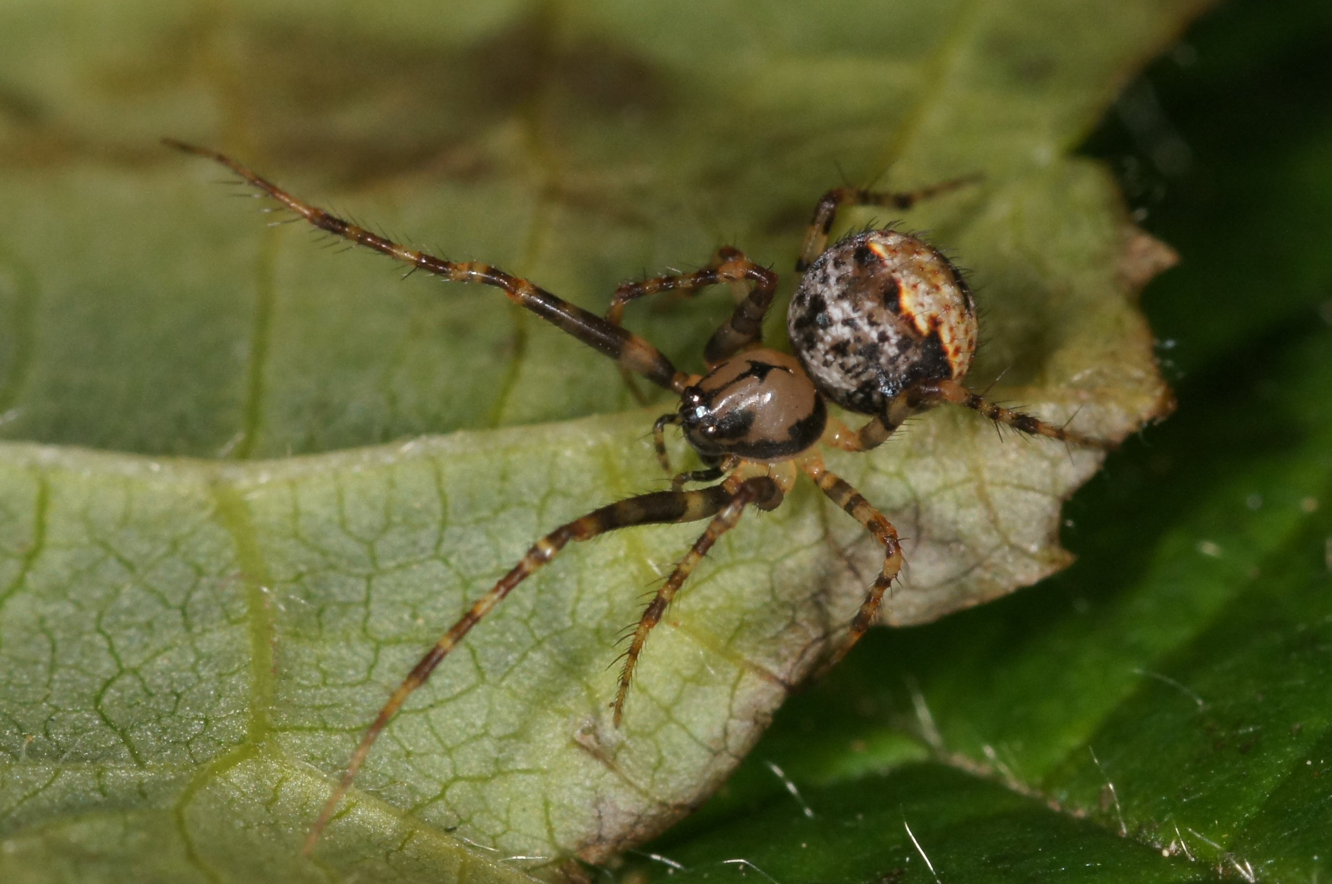 female two-humped pirate spider (Photo: S. Schmitz) 