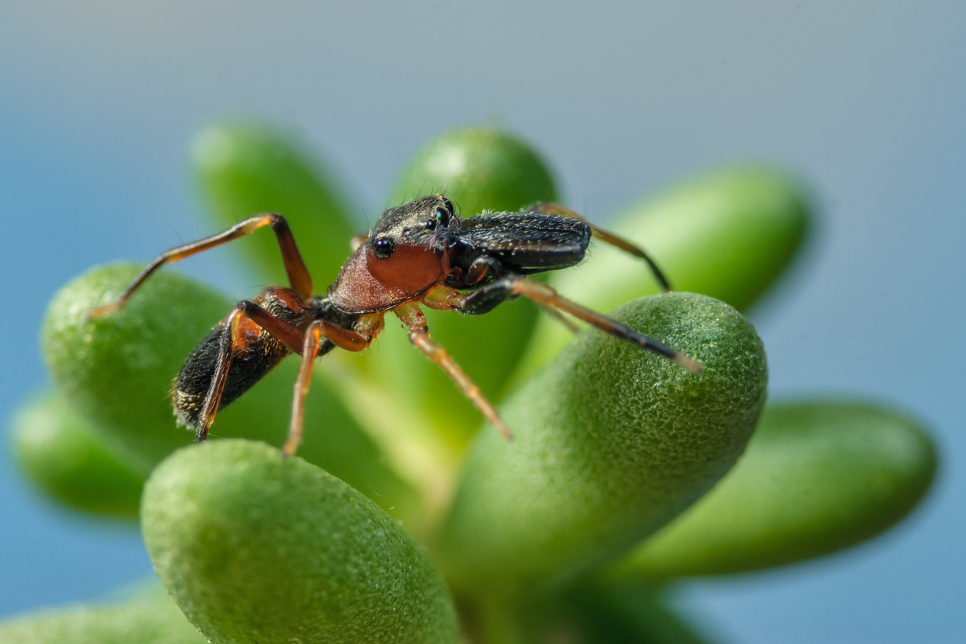 Ameisenspringspinne mit Beute
