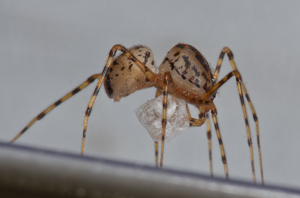 Spitting spider Scytodes thoracica