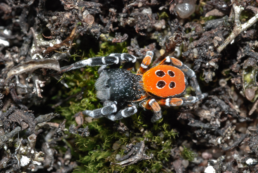 Ladybird spider Eresus kollari