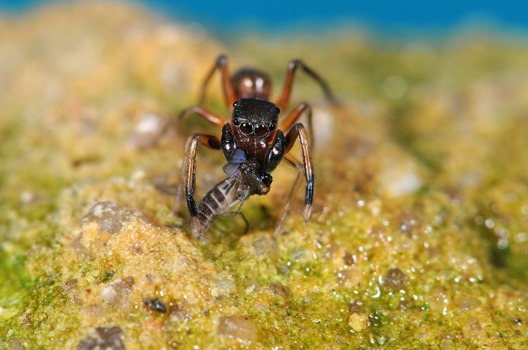 Ameisenspringspinne mit Beute
