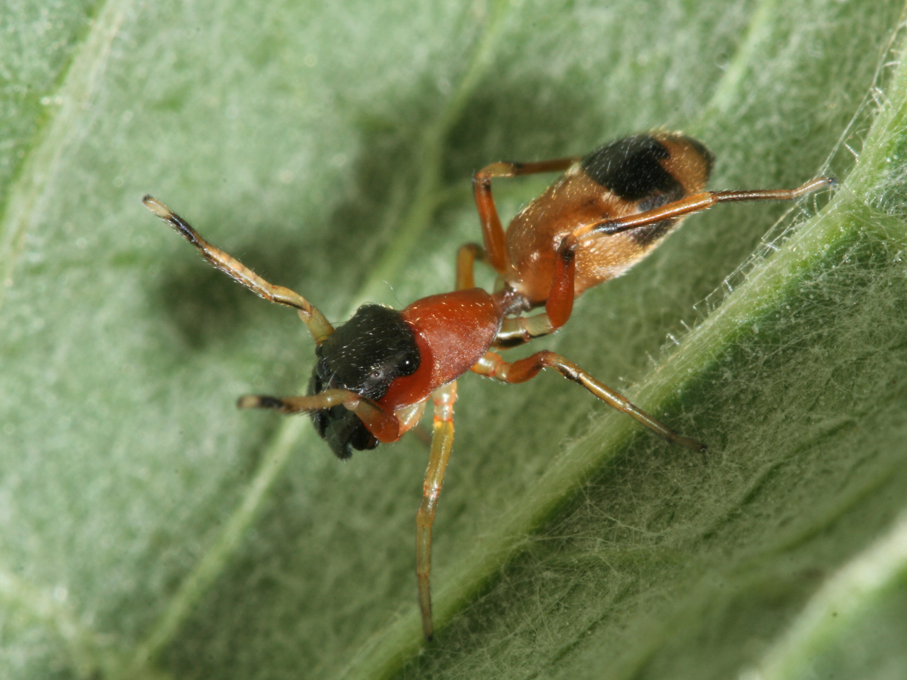 Female ant mimic jumping spider