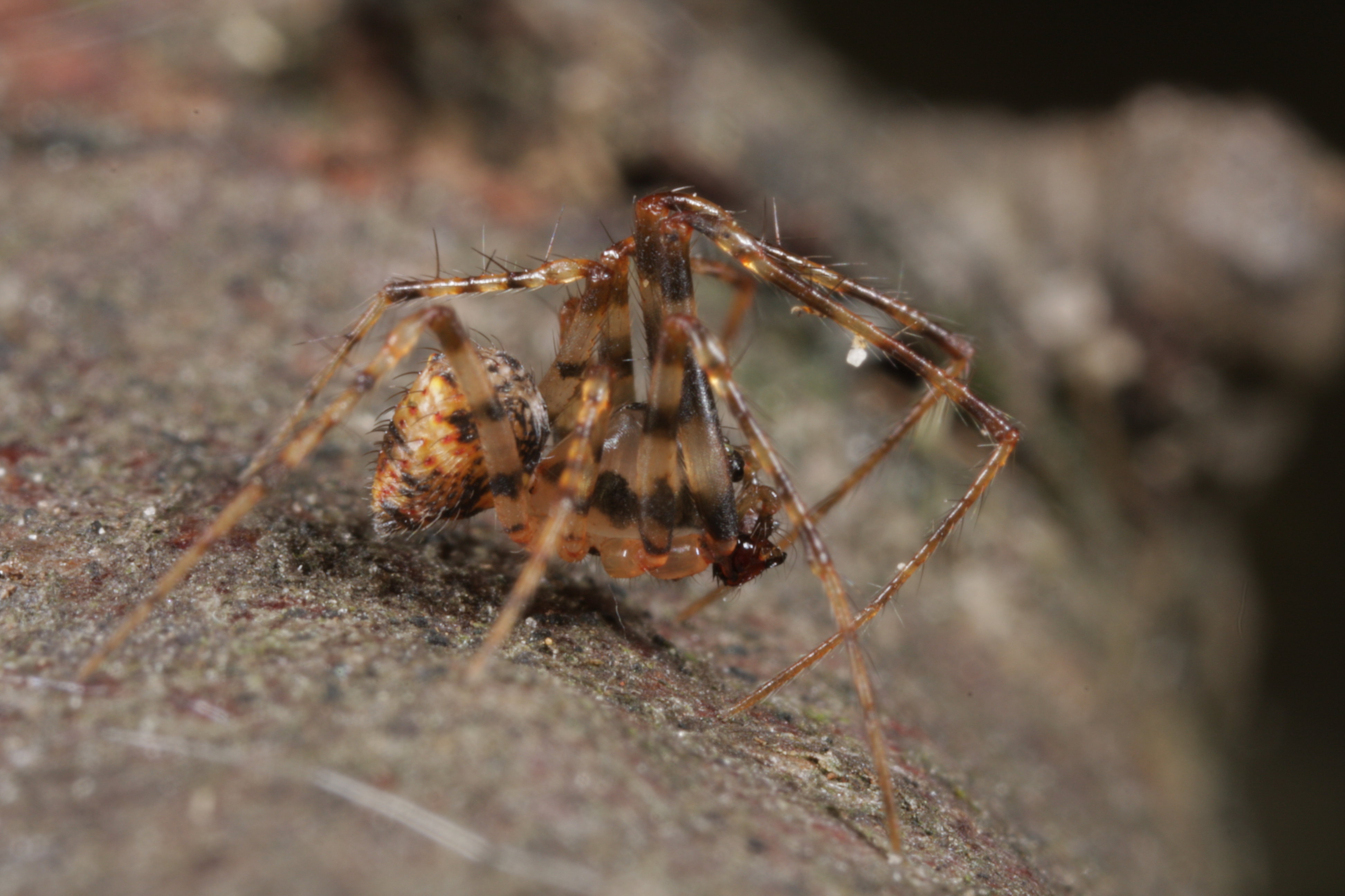 Zweihöcker-Spinnenfresser Männchen (Foto G. Loos)