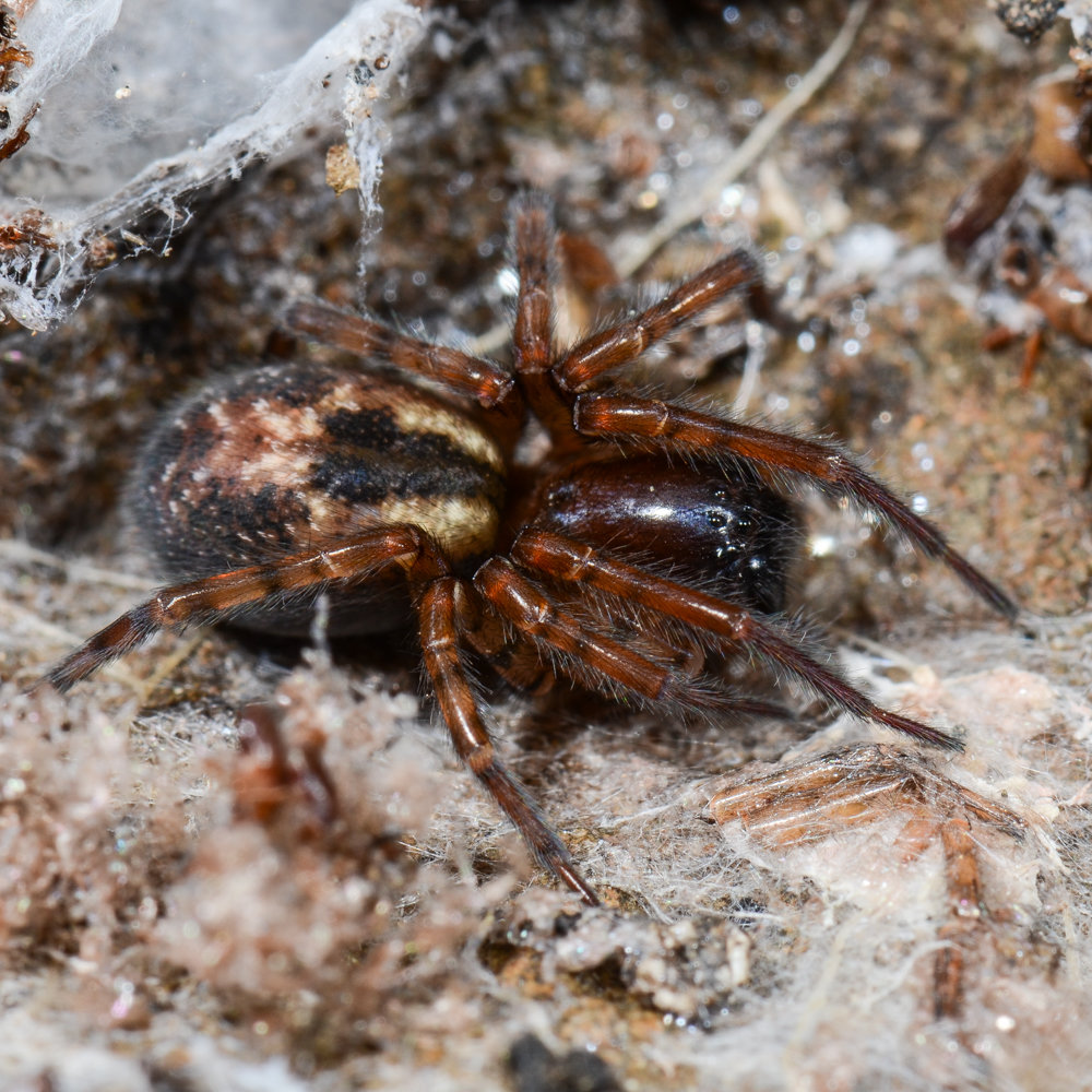 Amaurobius fenestralis, eine cribellate Spinne
