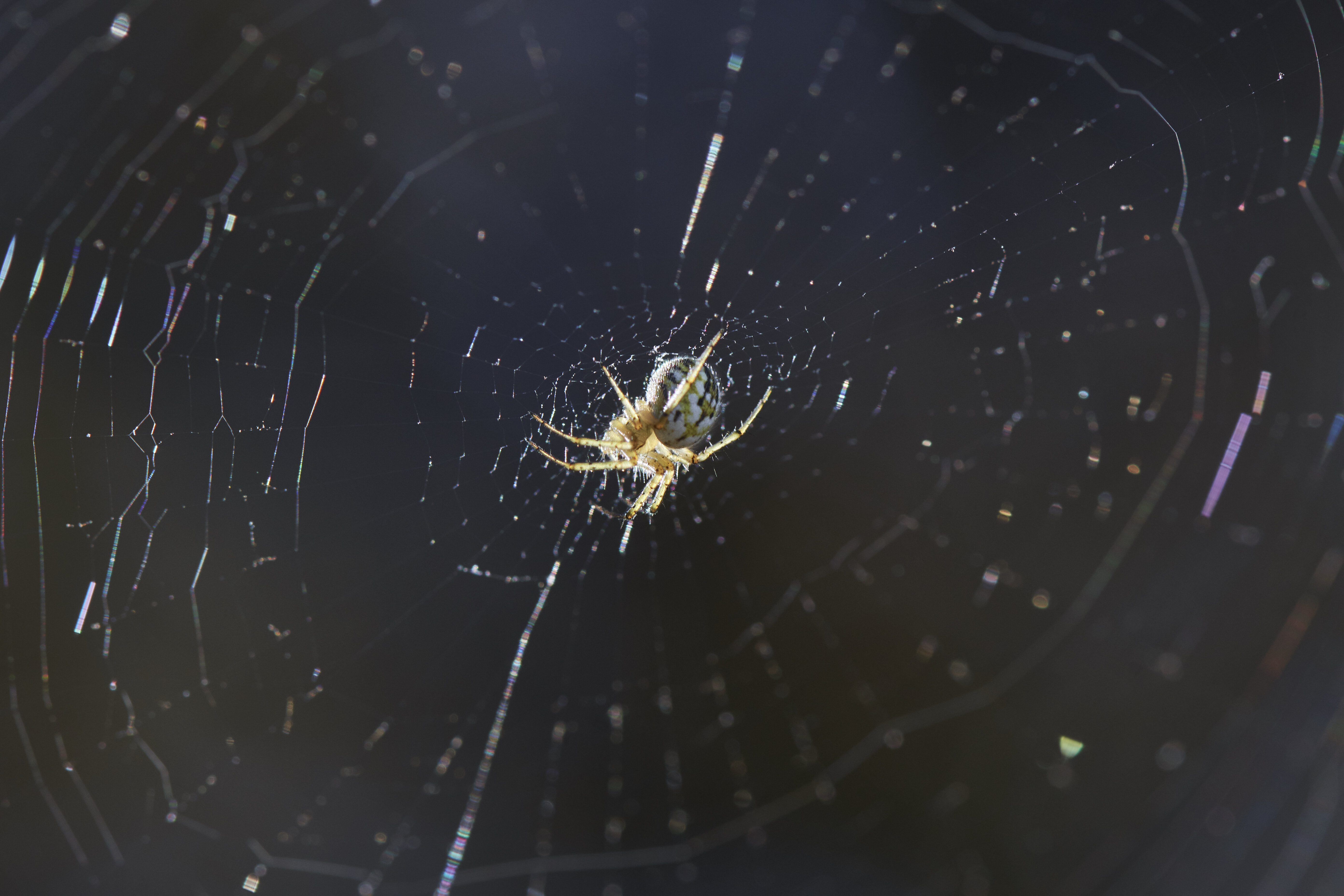 Netz von Mangora acalypha