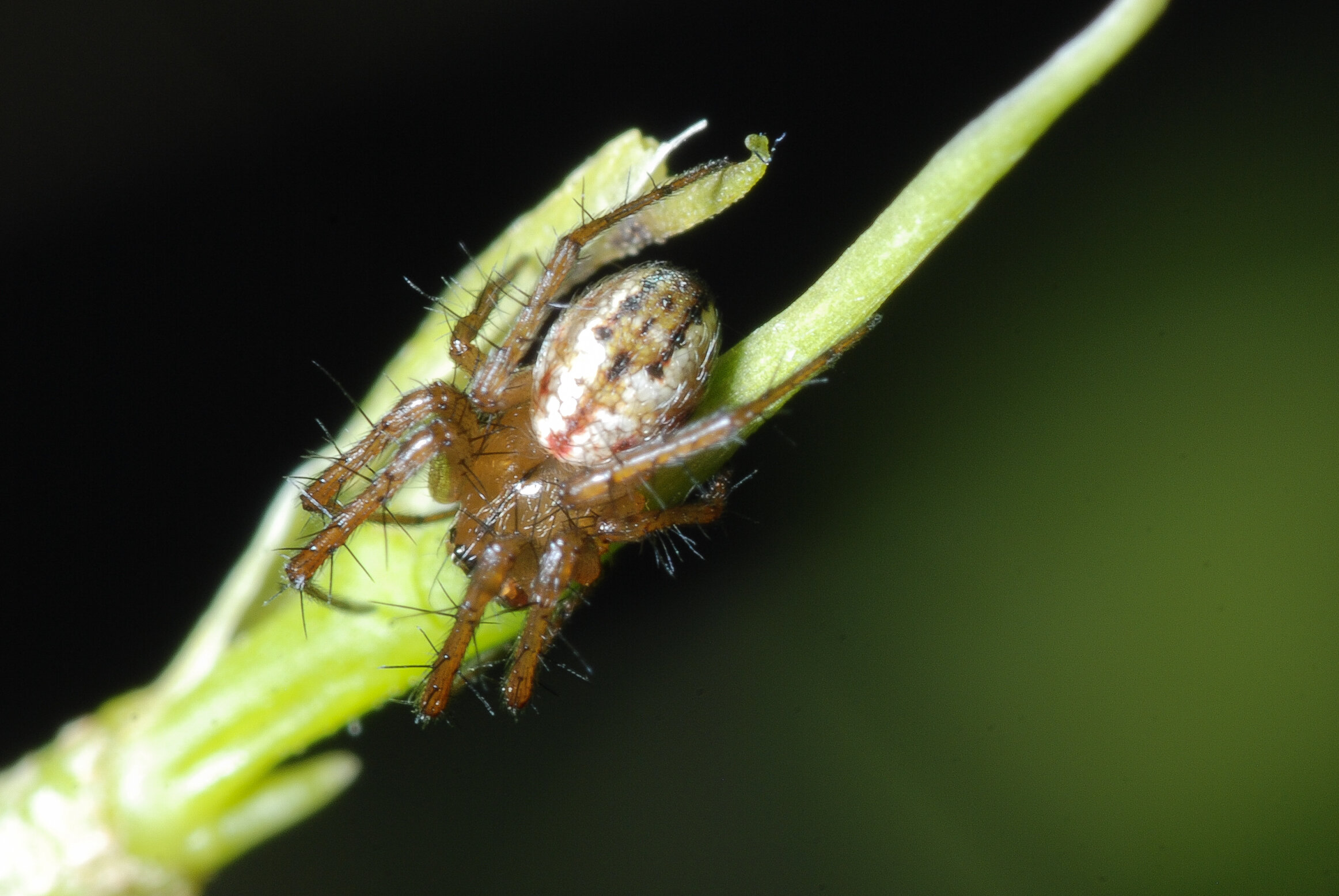 Männchen der Streifenkreuzspinne