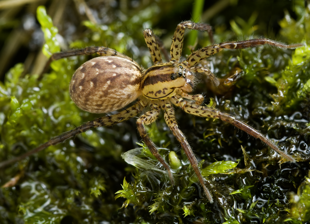 Hygrolycosa rubrofasciata Weibchen (Foto: Arno Grabolle)