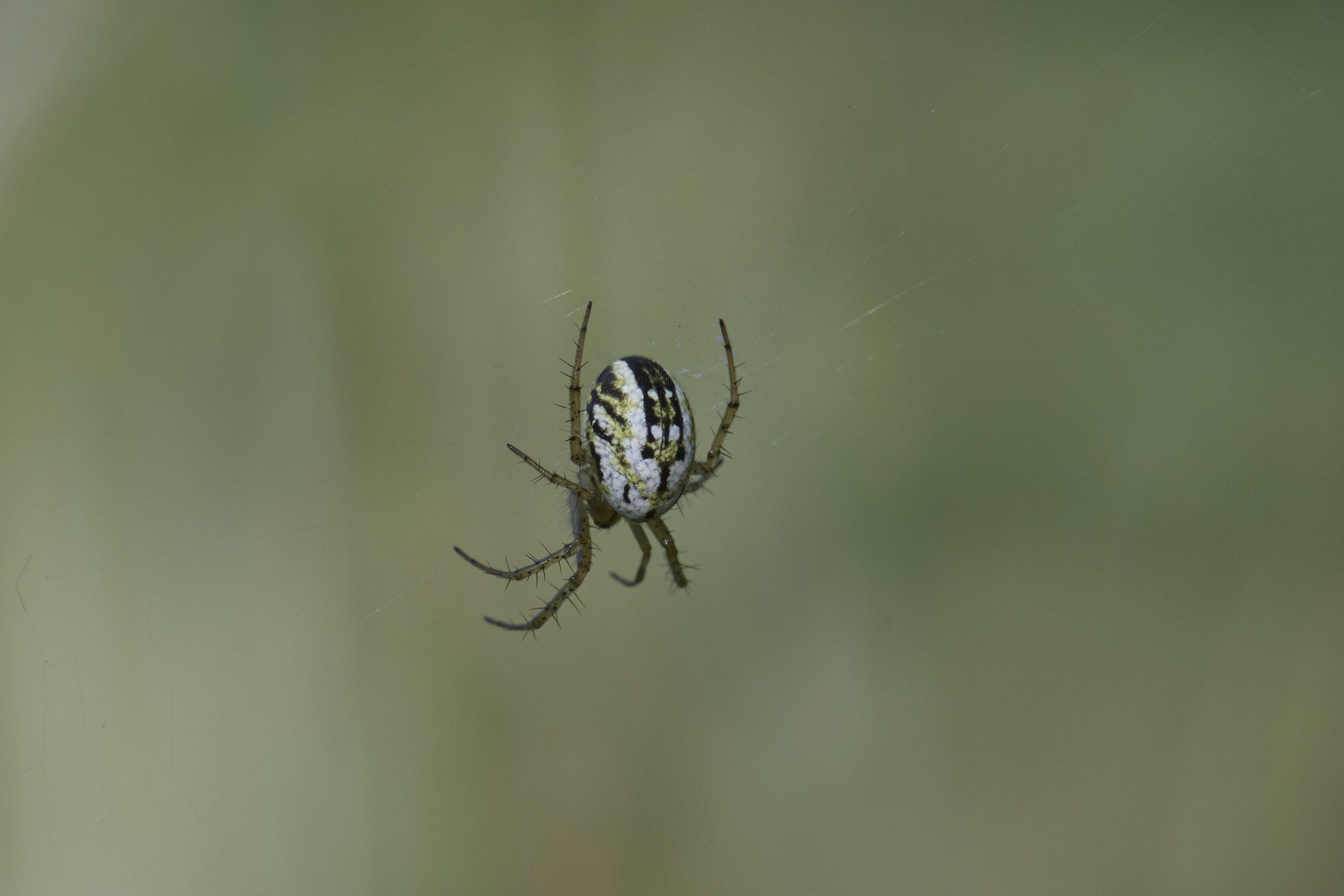 Mangora acalypha, Weibchen im Netz