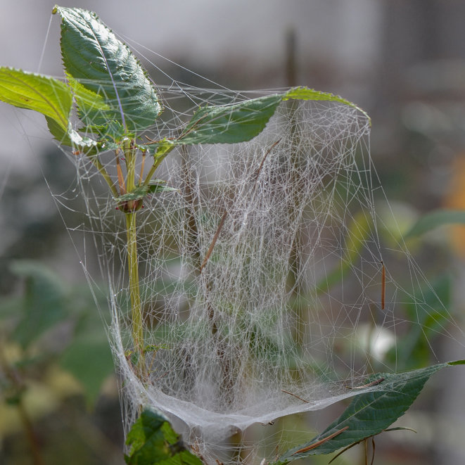 Sheet-Weaver Web