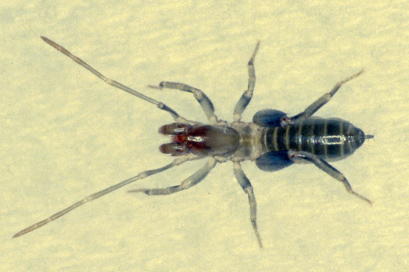 Zwergfadenskorpion 