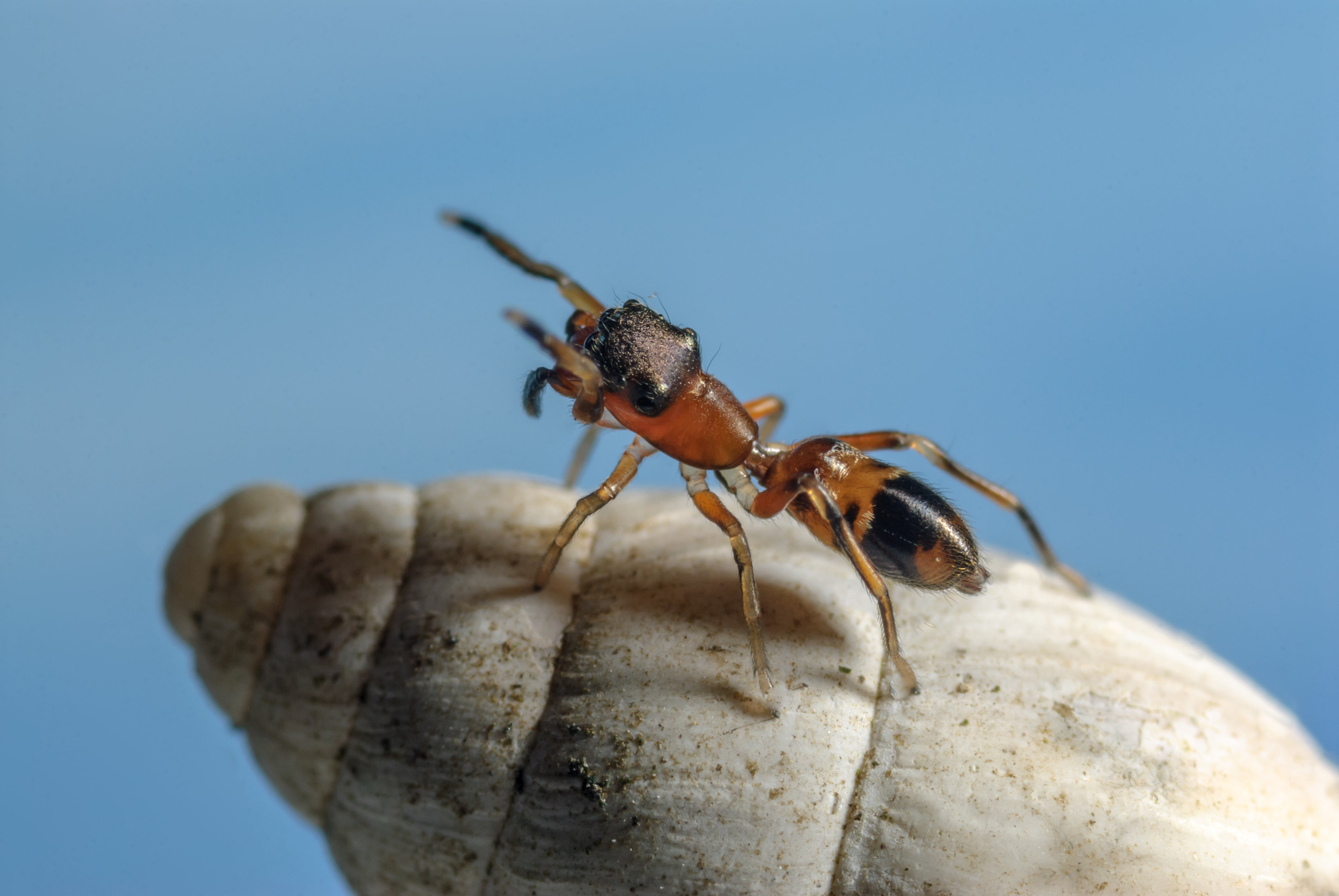 Weibchen einer Ameisenspringspinne