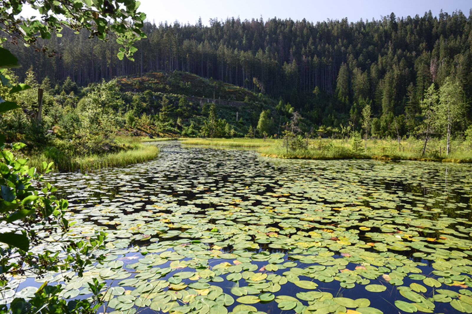 Karsee im Nordschwarzwald, Lebensraum der Wasserspinne