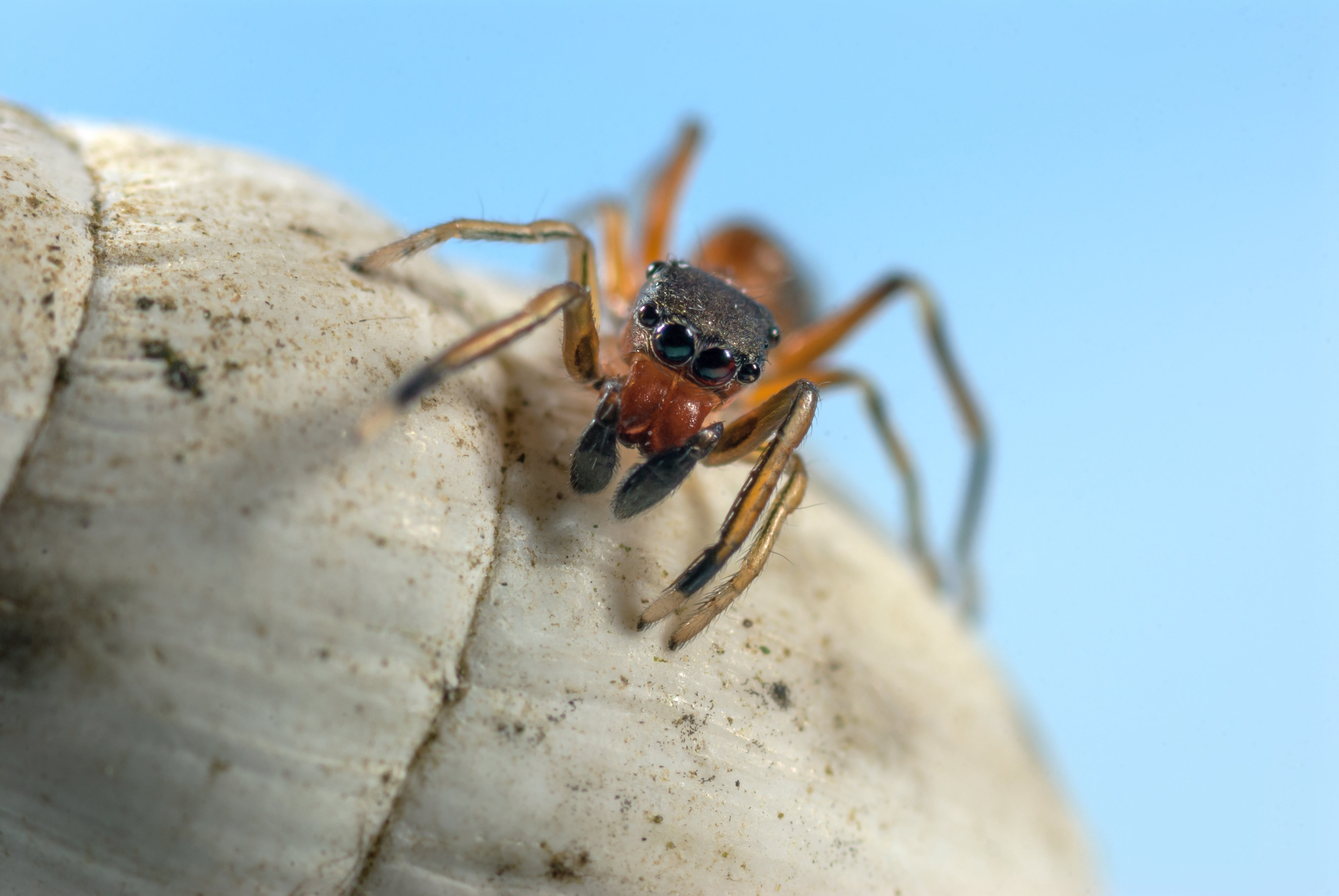 Weibchen einer Ameisenspringspinne von vorne