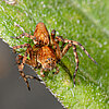 Oxyopes ramosus