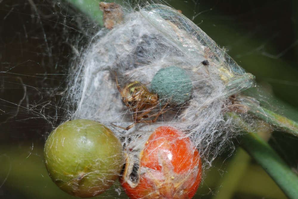 Theridiidae with cocoon