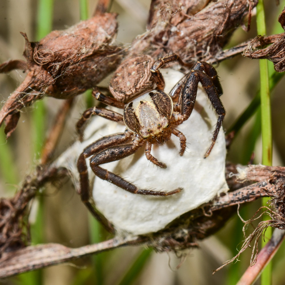 Xysticus cristatus with cocoon