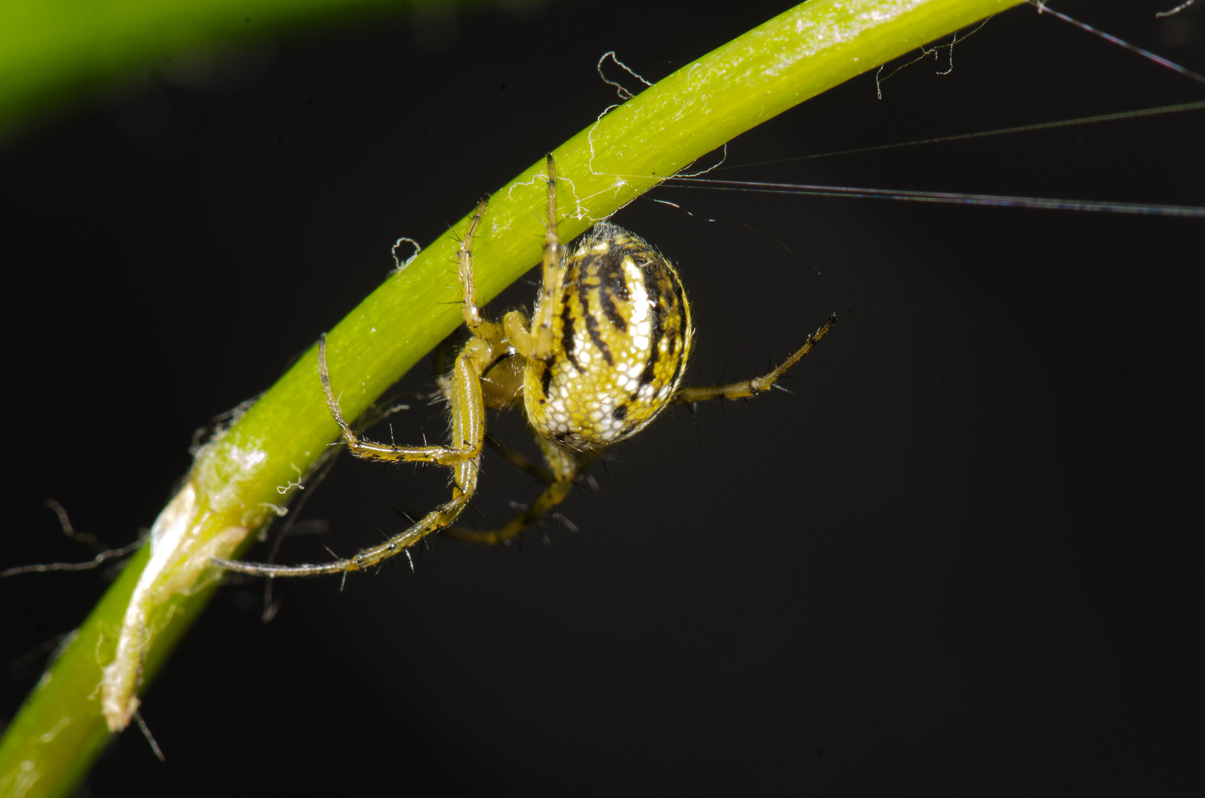 Streifenkreuzspinne von der Seite gesehen