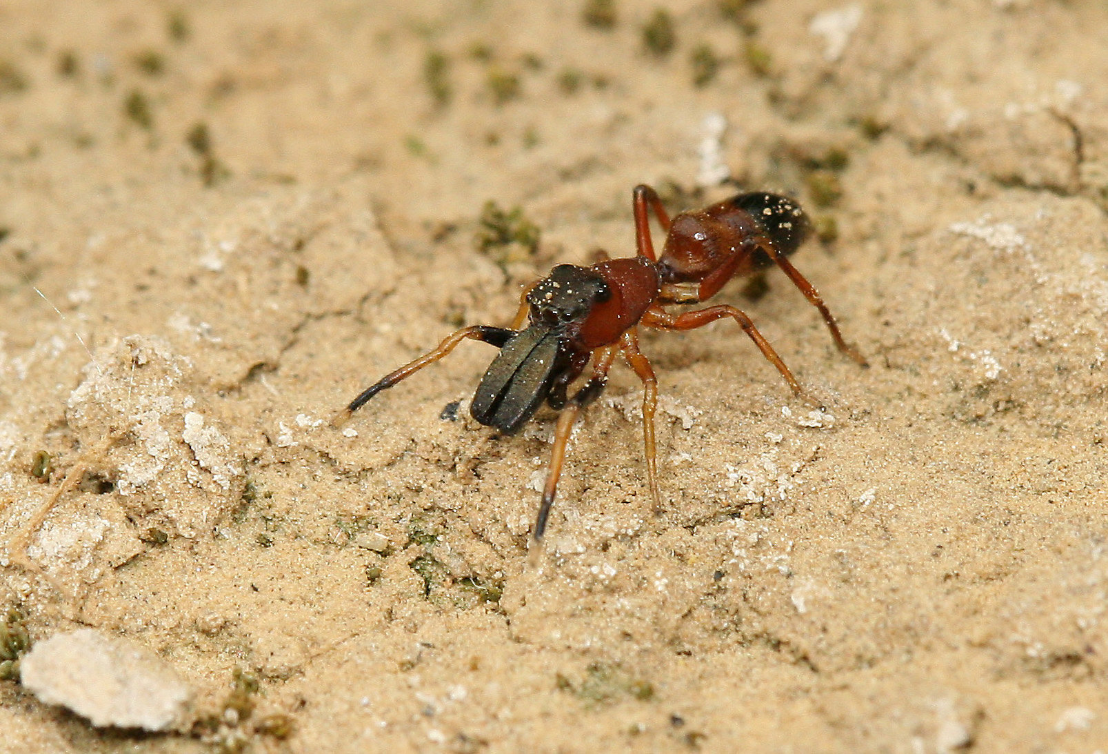Männchen einer Ameisenspringspinne