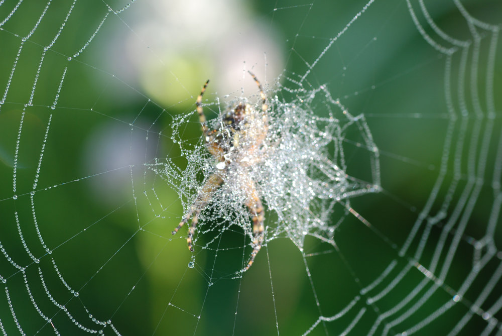 Orb-weaver spider on hub of the web