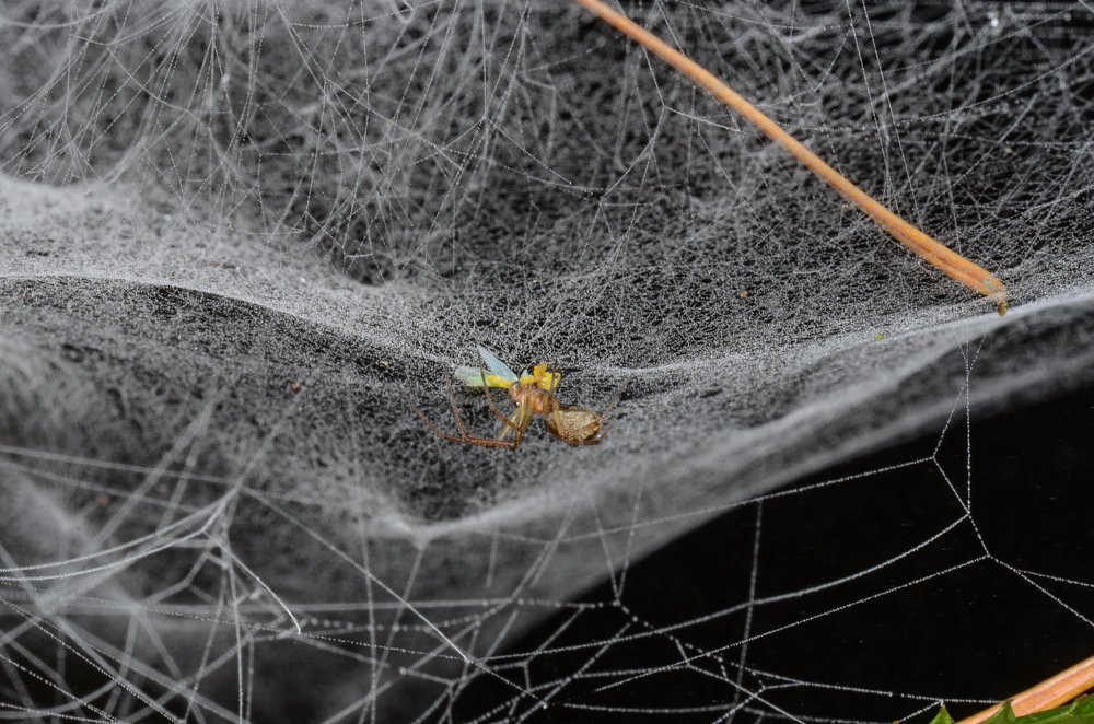 Linyphiidae in web with prey