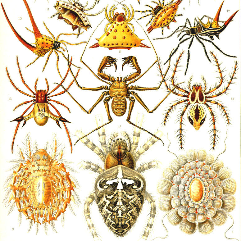 Bildtafel von Ernst Haeckel