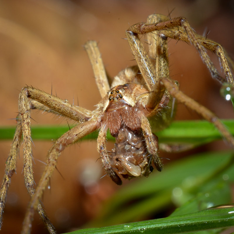  Nursery web spider with prey