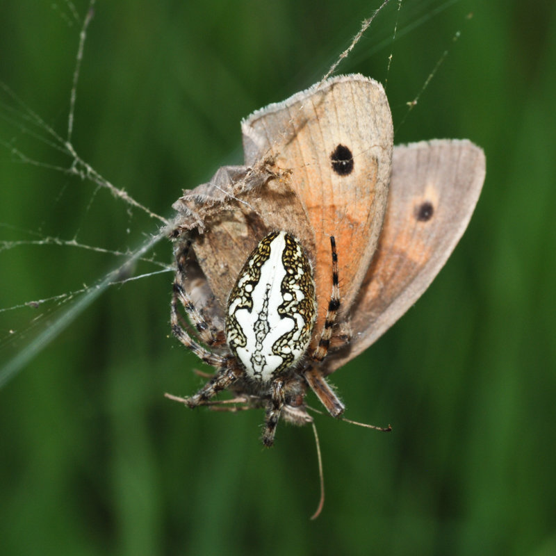 Eichblattradnetzspinne mit erbeutetem Schmetterling
