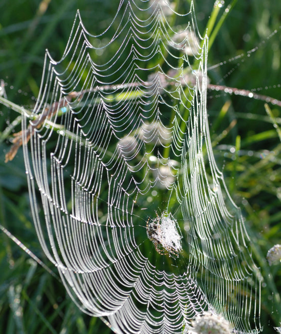 Orb-Weaver Web