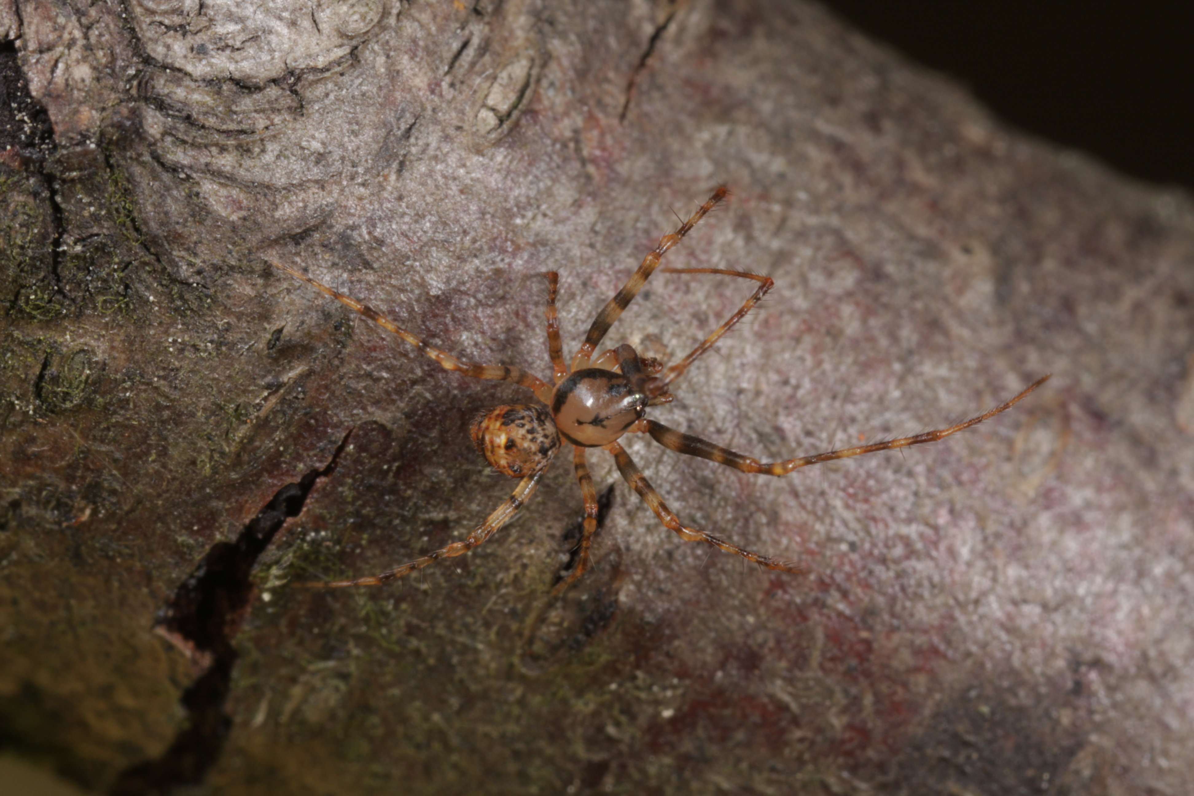 Zweihöcker-Spinnenfresser Männchen (Foto: G. Loos)