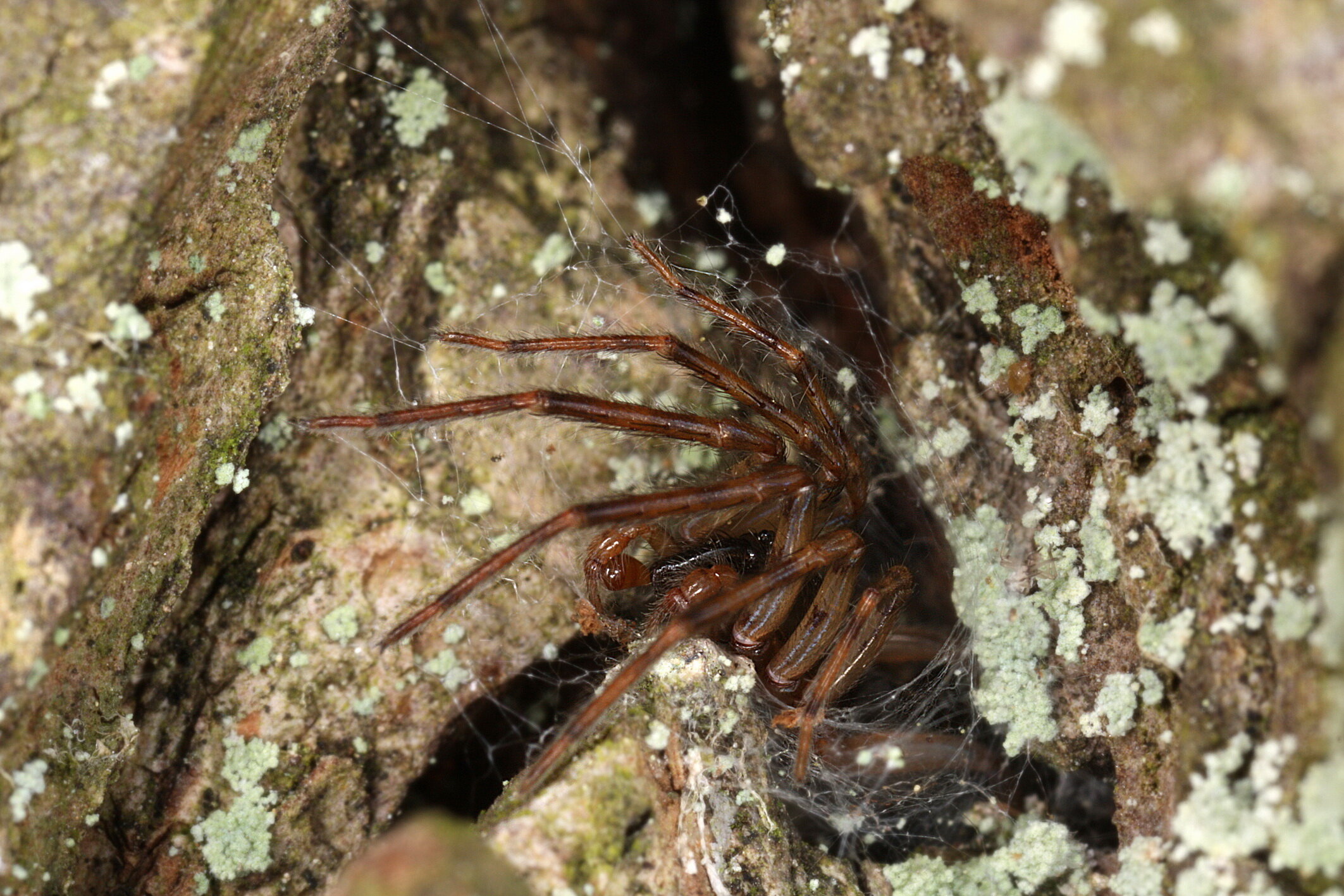 Fischernetzspinne Segestria senoculata