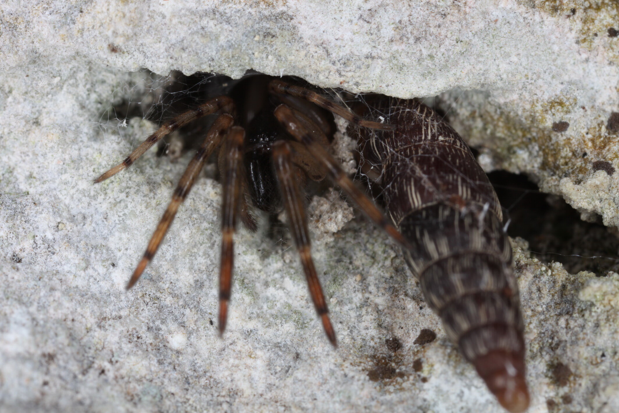 Fischernetzspinne neben einer Schließmundschnecke