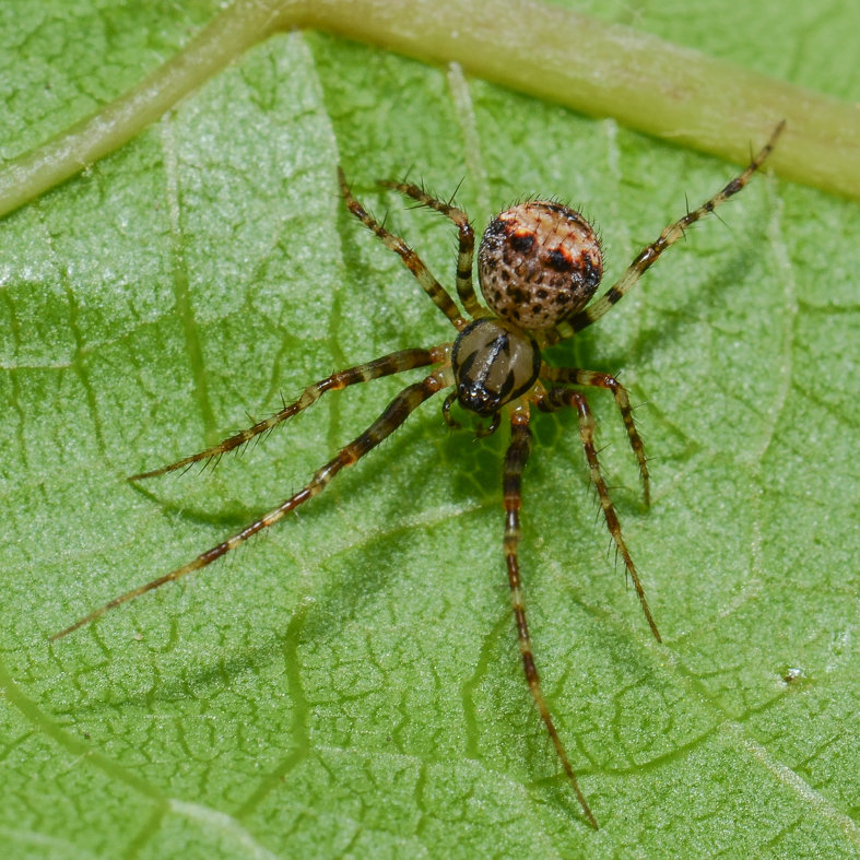Two-humped pirate spider female (Photo: H. Höfer)