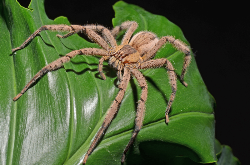 pic Hand Brazilian Wandering Spider Size banana spiders arages e v.